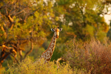Giraffe in forest with big trees, evening light, sunset. Idyllic giraffe silhouette with evening orange sunset, Botswana, Africa. Hidden portrait of giraffe.