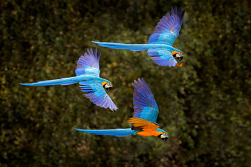 Macaw parrot in flight. Big blue Ara ararauna in the dark green forest habitat in Manu NP, Peru....