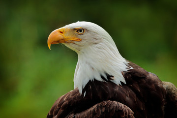 Bald Eagle, Haliaeetus leucocephalus, portrait of brown bird of prey with white head and yellow bill, symbol of freedom of the United States of America. Beautiful detail portrait.