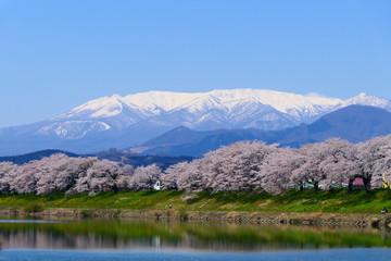 残雪の蔵王連峰と白石川一目千本桜。大河原、宮城、日本。４月中旬。