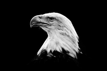 Nature black and white art. Portrait of brown bird of prey with white head and yellow bill, symbol of freedom of the United States of America. Bald Eagle, Haliaeetus leucocephalus.