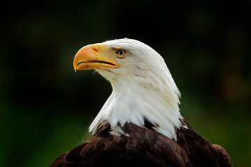 Bald Eagle, Haliaeetus leucocephalus, portrait of brown bird of prey with white head and yellow bill, symbol of freedom of the United States of America. Beautiful detail portrait.