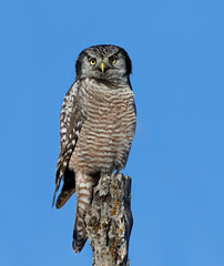 Northern Hawk-Owl (Surnia ulula) perched in a tree hunting in winter in Canada