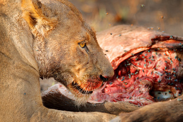Lion kill buffalo, bloody detail from nature, Okavango delta, Botswana in Africa. Big African cat with catch carcass and flies on the meat. Face portrait with kill, wildlife scene from nature.