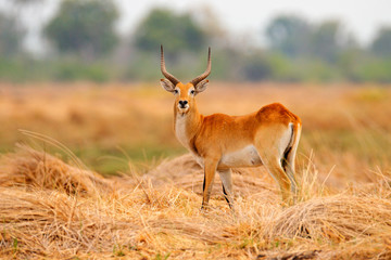 Lechwe, Kobus leche, antelope in the golden grass wetlands with water. Lechve running in the river...