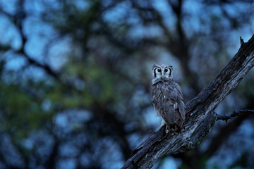 Africa, owl in night. Verreaux's Eagle Owl. Rare African owl in the nature habitat in Okawango delta, Moremi Botswana. Night bird with tree forest habitat. Wildlife scene from African nature.