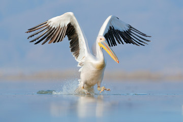Dalmatian pelican, Pelecanus crispus, landing in Lake Kerkini, Greece. Pelican with open wings....