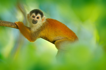 Monkey in the tropic forest vegetation. Animal, long tail in tropic forest. Squirrel monkey, Saimiri oerstedii, sitting on the tree trunk with green leaves, Corcovado NP, Costa Rica.