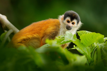 Wildlife Costa Rica. Squirrel monkey, sitting on the tree trunk with green leaves, Corcovado NP, Costa Rica.