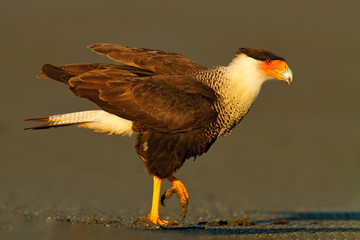 Caracara, sitting on sand beach, Corcovado NP, Costa Rica. Southern Caracara plancus, in morning light. Bird of prey eating turtle eggs. Wildlife scene from nature, Central America. Sea beach.