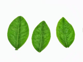 green leaf isolated on white background