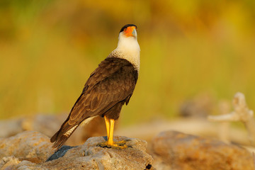Caracara, sitting on sand beach, Corcovado NP, Costa Rica. Southern Caracara plancus, in morning light. Bird of prey eating turtle eggs. Wildlife scene from nature, Central America. Sea beach.