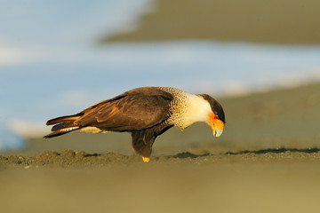 Caracara, sitting on sand beach, Corcovado NP, Costa Rica. Southern Caracara plancus, in morning light. Bird of prey eating turtle eggs. Wildlife scene from nature, Central America. Sea beach.