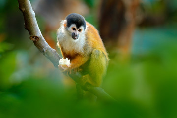 Monkey in the tropic forest vegetation. Animal, long tail in tropic forest. Squirrel monkey,...