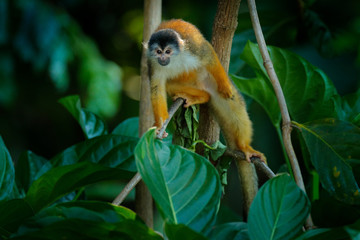 Fototapeta premium Monkey in the tropic forest vegetation. Animal, long tail in tropic forest. Squirrel monkey, Saimiri oerstedii, sitting on the tree trunk with green leaves, Corcovado NP, Costa Rica.