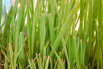 Lemongrass leaves break after being cut.