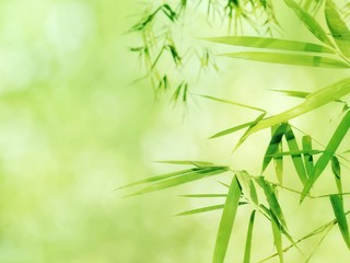 The leaves are not bamboo at all, bright green nature background