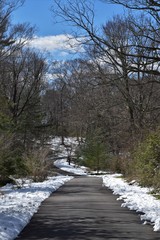 road in winter forest