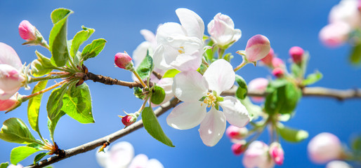 beautiful apple tree blossom in spring - 312511606