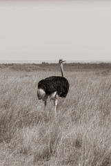 A male ostrich feeding in the high grasses inside Masai Mara National Reserve during a wildlife safari