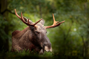 Moose or Eurasian elk, Alces alces in the dark forest during rainy day. Beautiful animal in the...