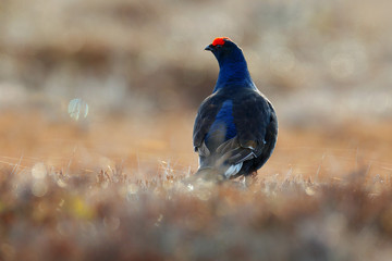 Black grouse on the pine tree. Nice bird Grouse, Tetrao tetrix, in marshland, Russia. Spring mating season in the nature. Wildlife scene from north Europe. Black bird with red crest, white tail.