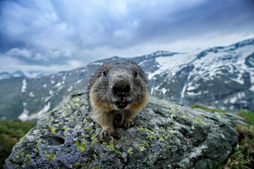 Cute fat animal Marmot, sitting on the stone with nature rock mountain habitat, Alp, Austria. Wildlife scene from wild nature. Funny image, detail of Marmot. Wide angle with habitat.