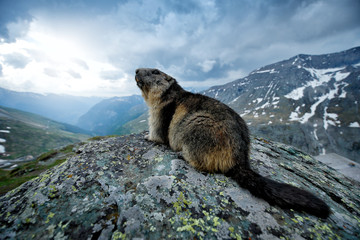 Cute fat animal Marmot, sitting on the stone with nature rock mountain habitat, Alp, Austria. Wildlife scene from wild nature. Funny image, detail of Marmot. Wide angle with habitat.