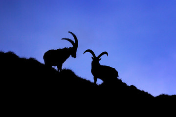 Ibex fight on the rock. Alpine Ibex, Capra ibex, animals in nature habitat, France. Night in the high mountain. Beautiful mountain scenery with two animals with big horns. Wildlife Europe.