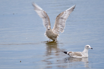 Junge Silbermöwen an der Ostsee im Herbst