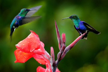 Hummingbirds from in the red bloom flower, Santa Marta, Colombia. Wildlife from tropic jungle....