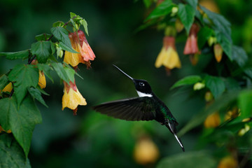 Bird with flower, Collared Inca, Coeligena torquata, dark green black and white hummingbird flying next to beautiful red flower, Colombia. Wildlife scene with exotic bird.