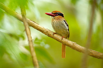 Lilac-cheeked Kingfisher, Cittura cyanotis, sitting on the branch in the green tropical forest. Beautiful jungle kingfisher, wildlife scene from nature.