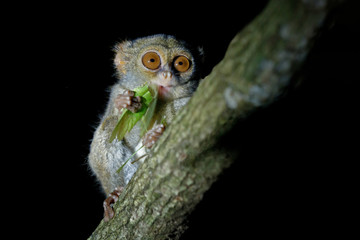 Spectral Tarsier, Tarsius spectrum, portrait of rare nocturnal animal with killed green...