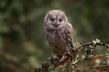 Scops Owl, Otus scops, sitting on tree branch in the dark forest. Wildlife animal scene from nature.     Little bird, owl close-up detail portrait in the nature, Bulgaria.