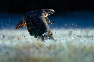 Sunrise with hawk. Flying bird of prey above the field meadow, Red-tailed hawk, Buteo jamaicensis,...