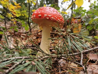 Fliegenpilz im Wald