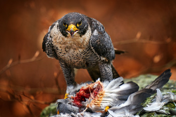 Peregrine Falcon sitting in autumn orange leaves and caught bird. Wildlife scene from nature. Bird behaviour in the cold winter. Falcon with kill dove in the bill. Wildlife scene from wild nature.