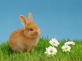 Little rabbit and easter eggs in green grass with blue sky. Easter holiday concept.