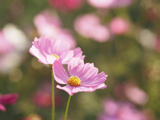 Obraz premium Cosmos flower in garden, pink color on blurred of nature background