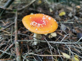 Kleiner süßer Fliegenpilz zwischen Holz