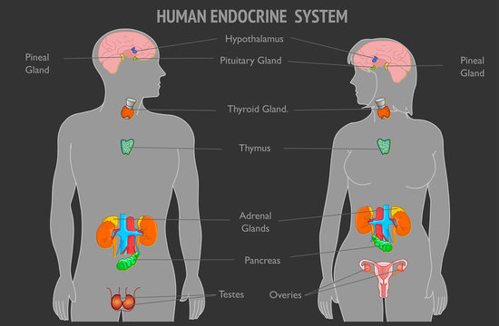 Human Endocrine system parts anatomy. Female Male silhouette. Annotated. Hypothalamus Pituitary Gland Thyroid Parathyroids Adrenals Pineal Reproductive organs Ovaries Testes Pankreas Black back Vector