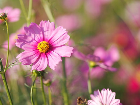 Cosmos flower in garden, pink color on blurred of nature background