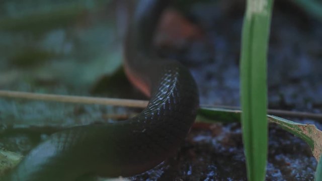 Brown Water Snake