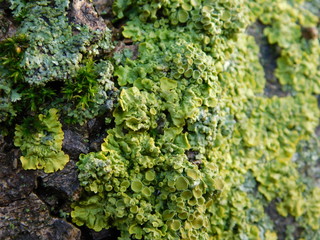 Moos Bewuchs auf Baumrinde, Hintergrund, Makro