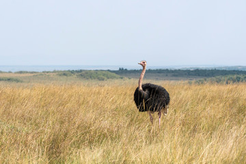 A male ostrich feeding in the high grasses inside Masai Mara National Reserve during a wildlife...