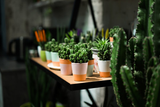 Green succulent in a clay pot in loft interior in scandinavian style