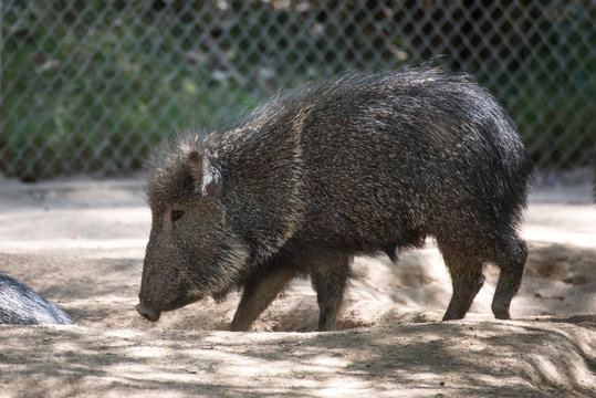 Chacoan Peccary In A Zoo