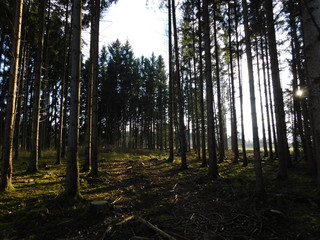Fototapeta premium Waldweg in der Dämmerung, Herbststimmung, Landschaft Hintergrund