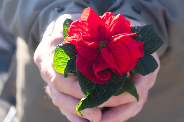 Poinsettia in the hand of the men 